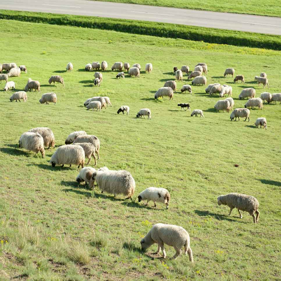 Australian Lamb