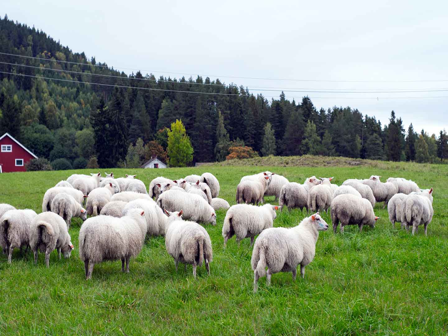 Australian Lamb