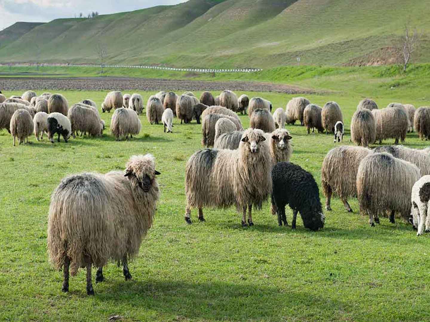 Mongolian Lamb