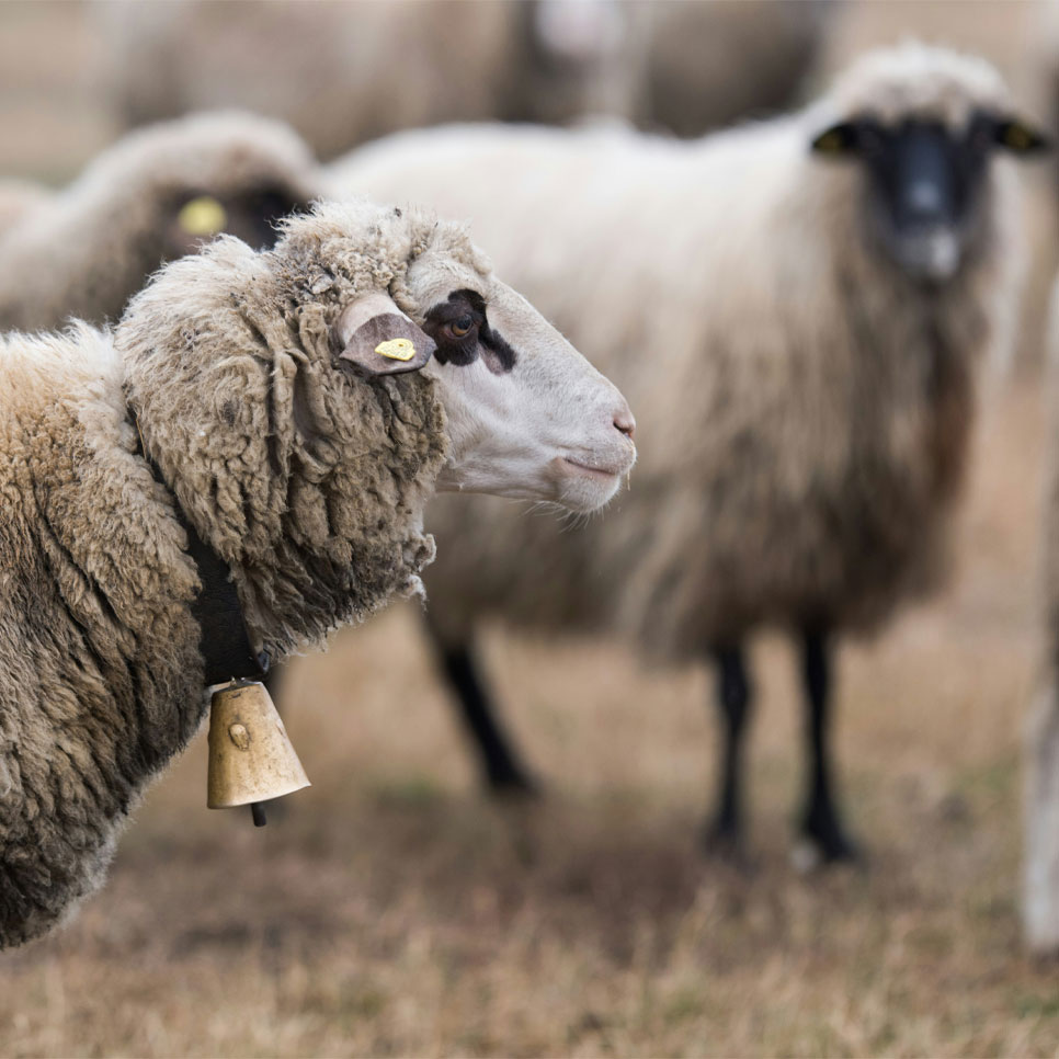 Mongolian Lamb