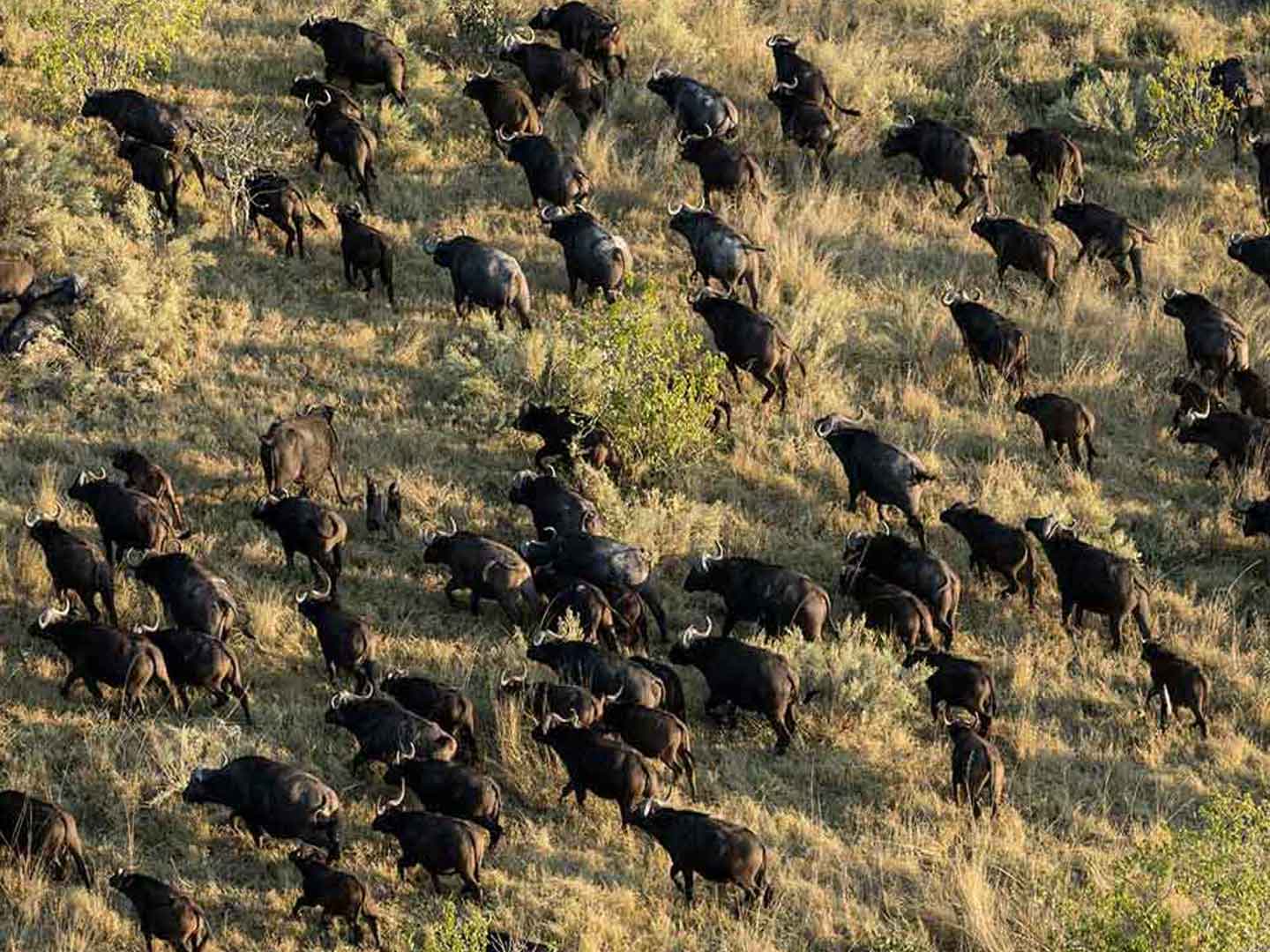 Indian Buffalo