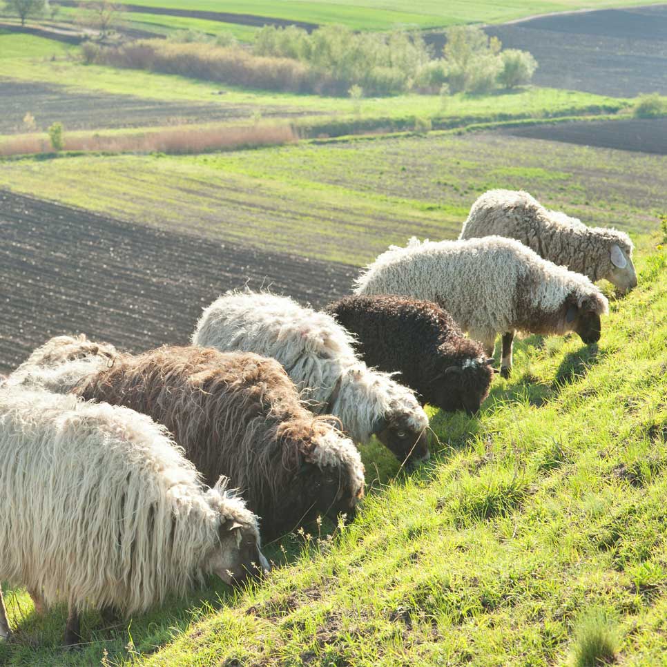 Mongolian Lamb