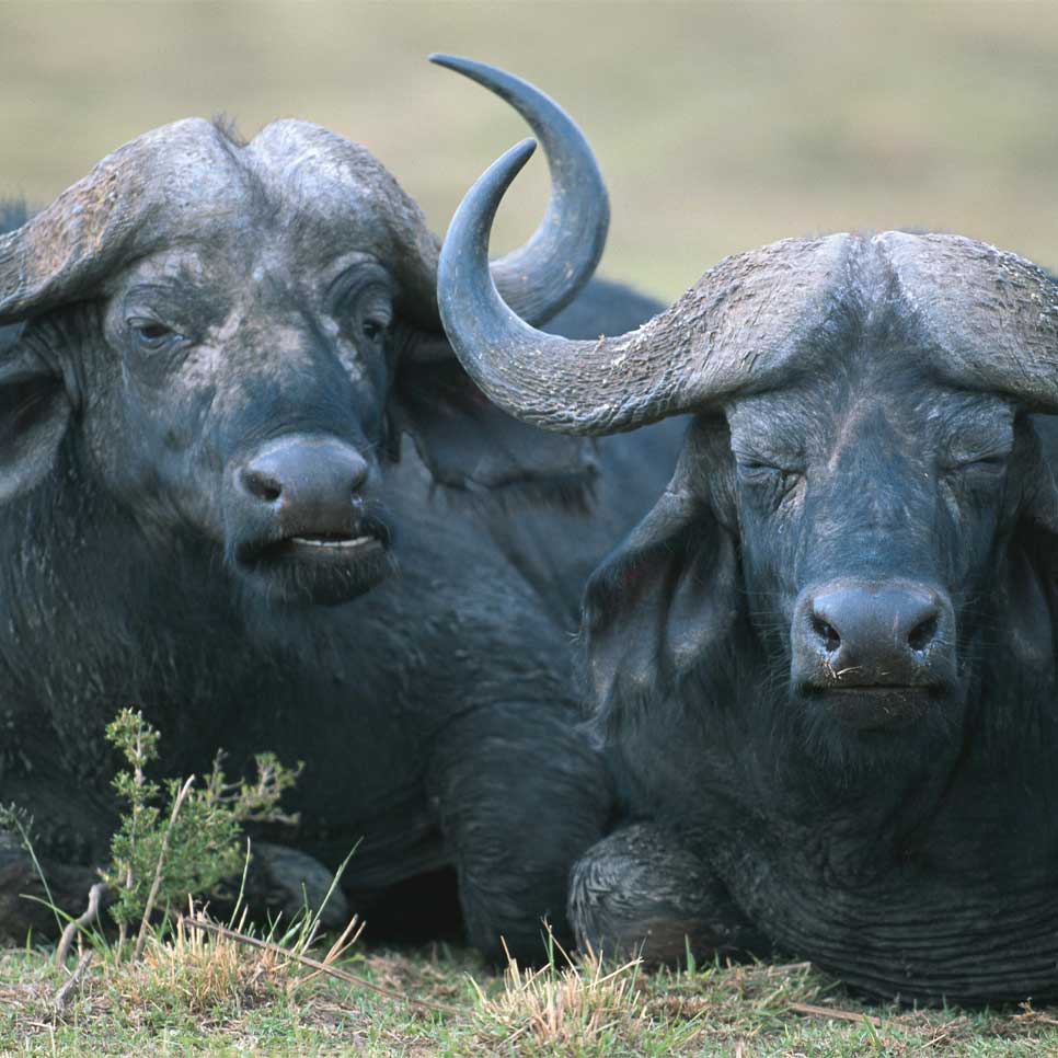 Indian Buffalo