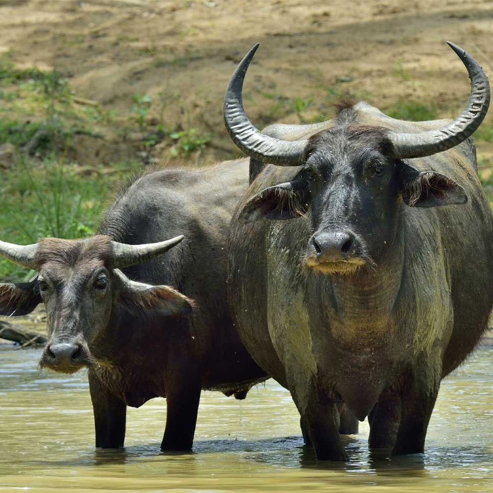 Indian Buffalo